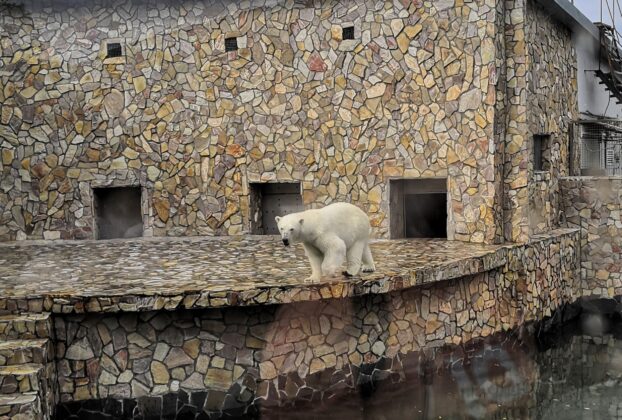 The polar bear in the Leningrad zoo