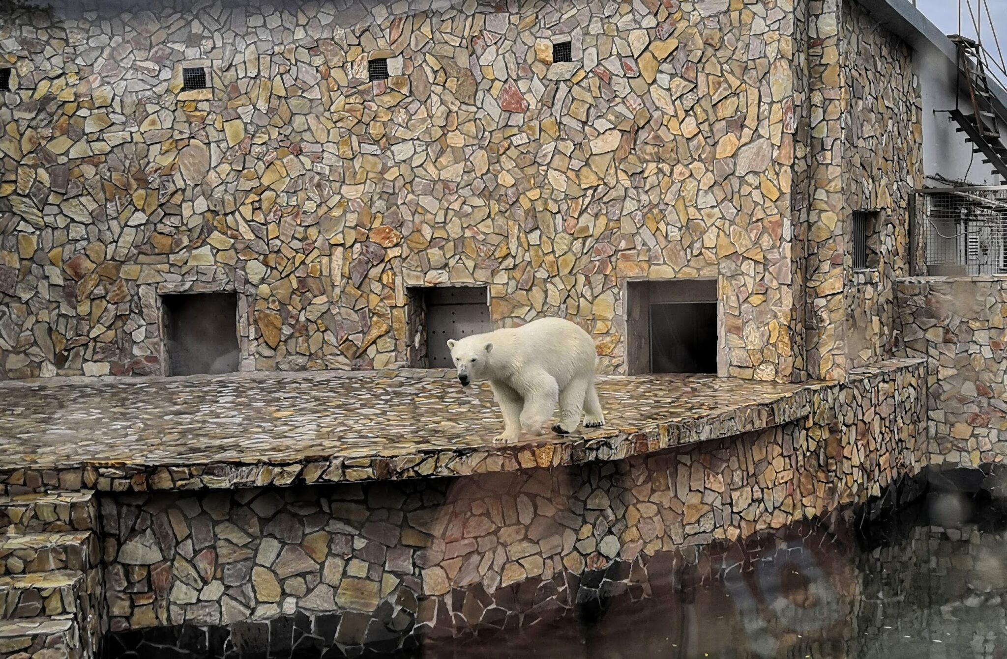 The polar bear in the Leningrad zoo