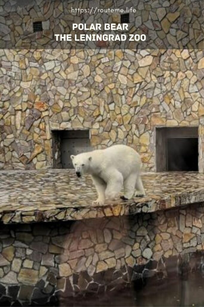 Polar bear - the symbol of the Leningrad Zoo